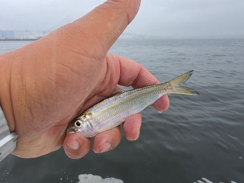 サッパの釣果