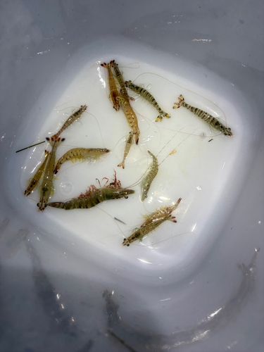 エビの釣果