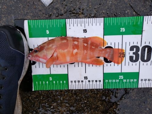 アカハタの釣果