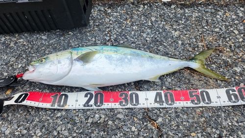 ハマチの釣果