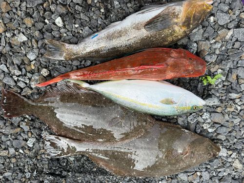 ヒラメの釣果