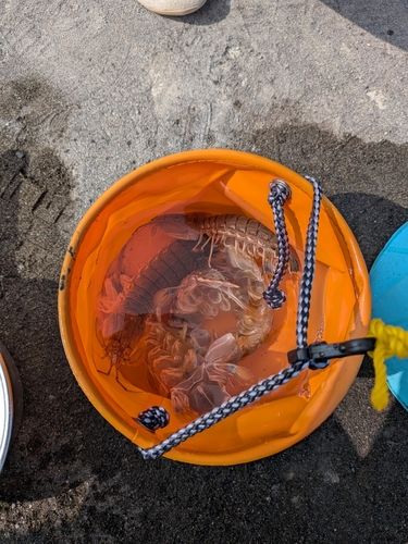 シャコの釣果