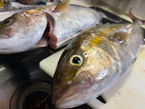 ネリゴの釣果