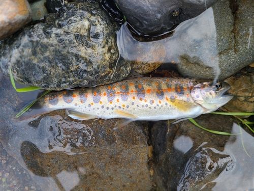 アマゴの釣果