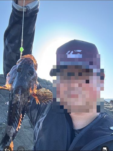タケノコメバルの釣果