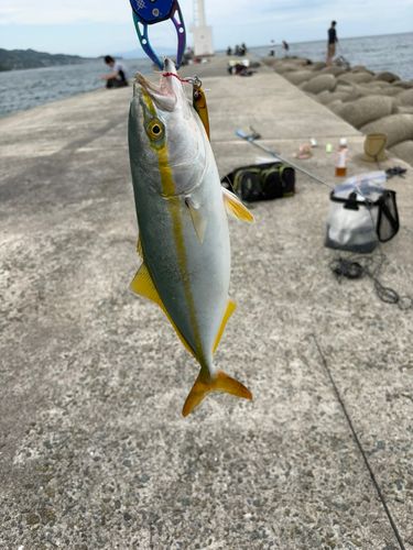 ツバスの釣果