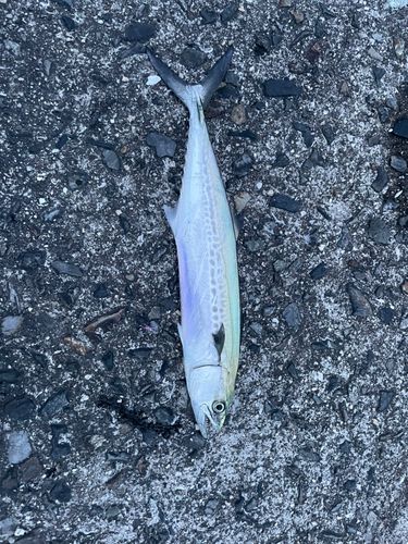 サゴシの釣果