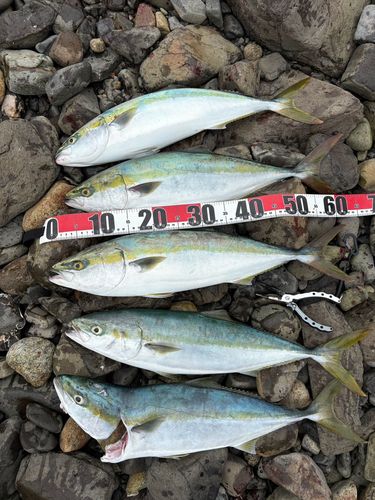 ブリの釣果
