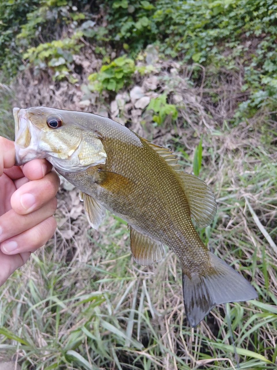 DAIWA 20リベリオン（センターカット2ピース スピニングモデル） 682ML