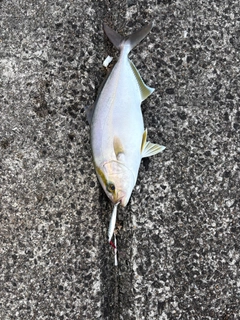 ネリゴの釣果