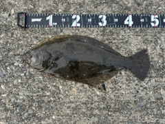 ヒラメの釣果