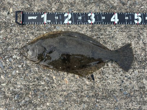 ヒラメの釣果