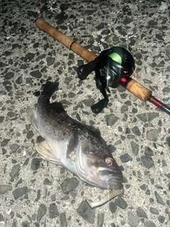 クロソイの釣果