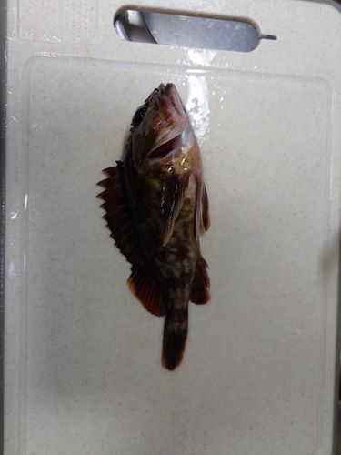 カサゴの釣果