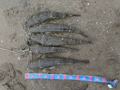 マゴチの釣果