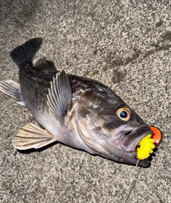 クロソイの釣果
