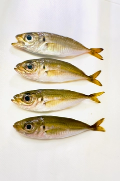 マアジの釣果