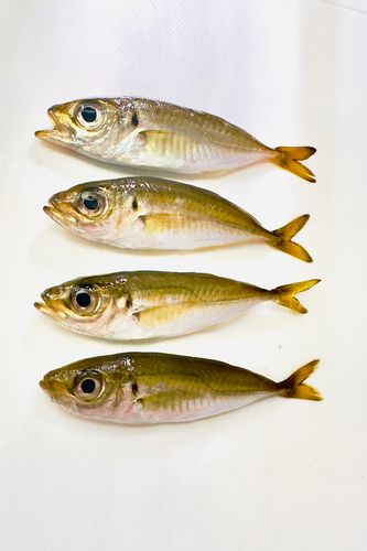 マアジの釣果