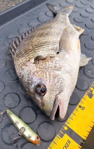 キビレの釣果