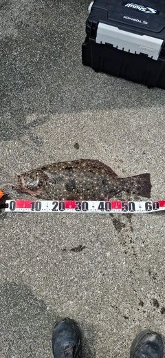 ヒラメの釣果
