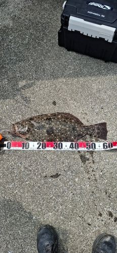 ヒラメの釣果