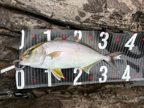 ショゴの釣果