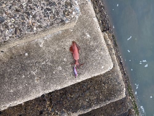 ケンサキイカの釣果
