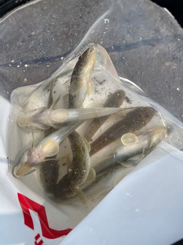 ハゼの釣果