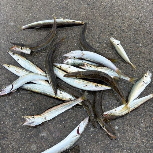 カマスの釣果