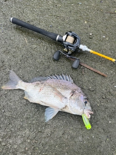 キビレの釣果