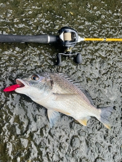 キビレの釣果