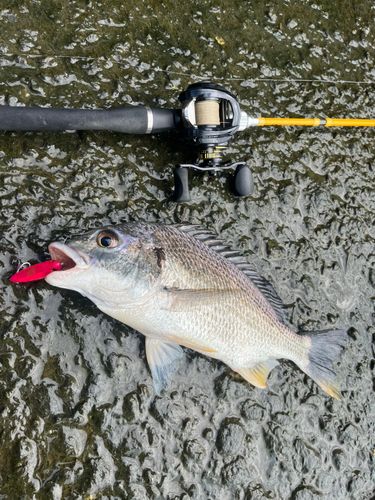 キビレの釣果