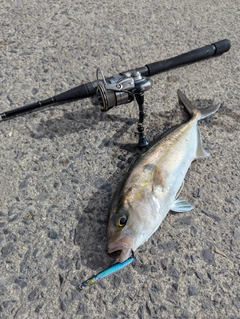 カンパチの釣果