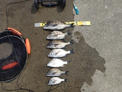 チヌの釣果