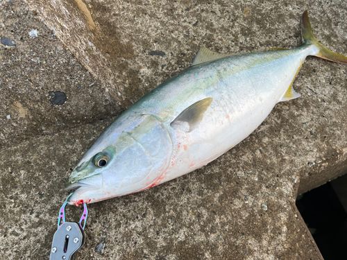 ワラサの釣果