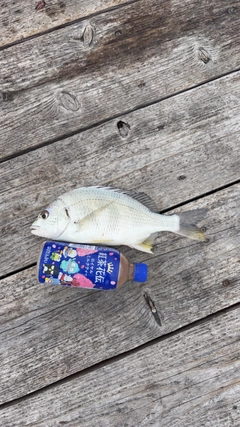 キビレの釣果