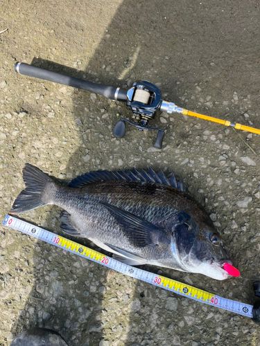 クロダイの釣果