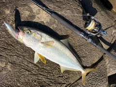 ヒラマサの釣果