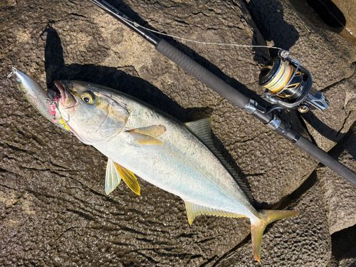 ヒラマサの釣果