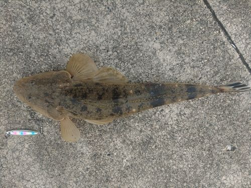 マゴチの釣果