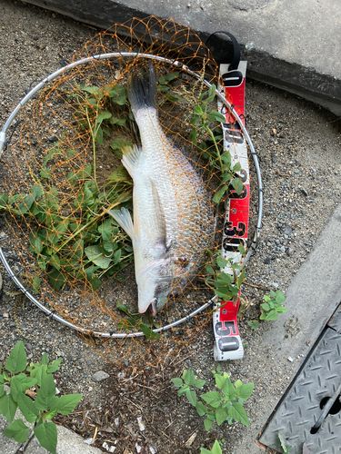 キビレの釣果