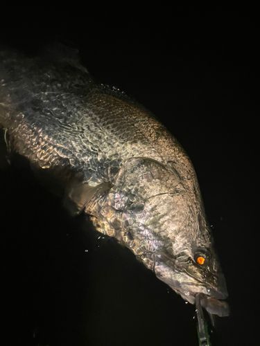 アカメの釣果
