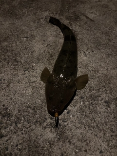 マゴチの釣果