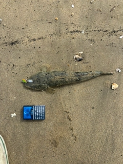 マゴチの釣果