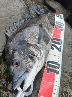 チヌの釣果