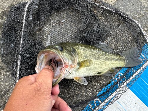 ラージマウスバスの釣果