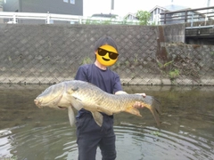 コイの釣果