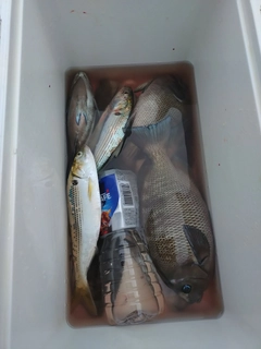 クチブトグレの釣果