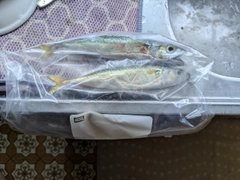 サバの釣果
