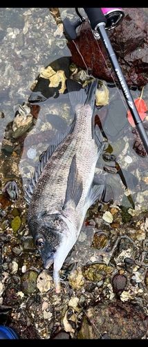 クロダイの釣果